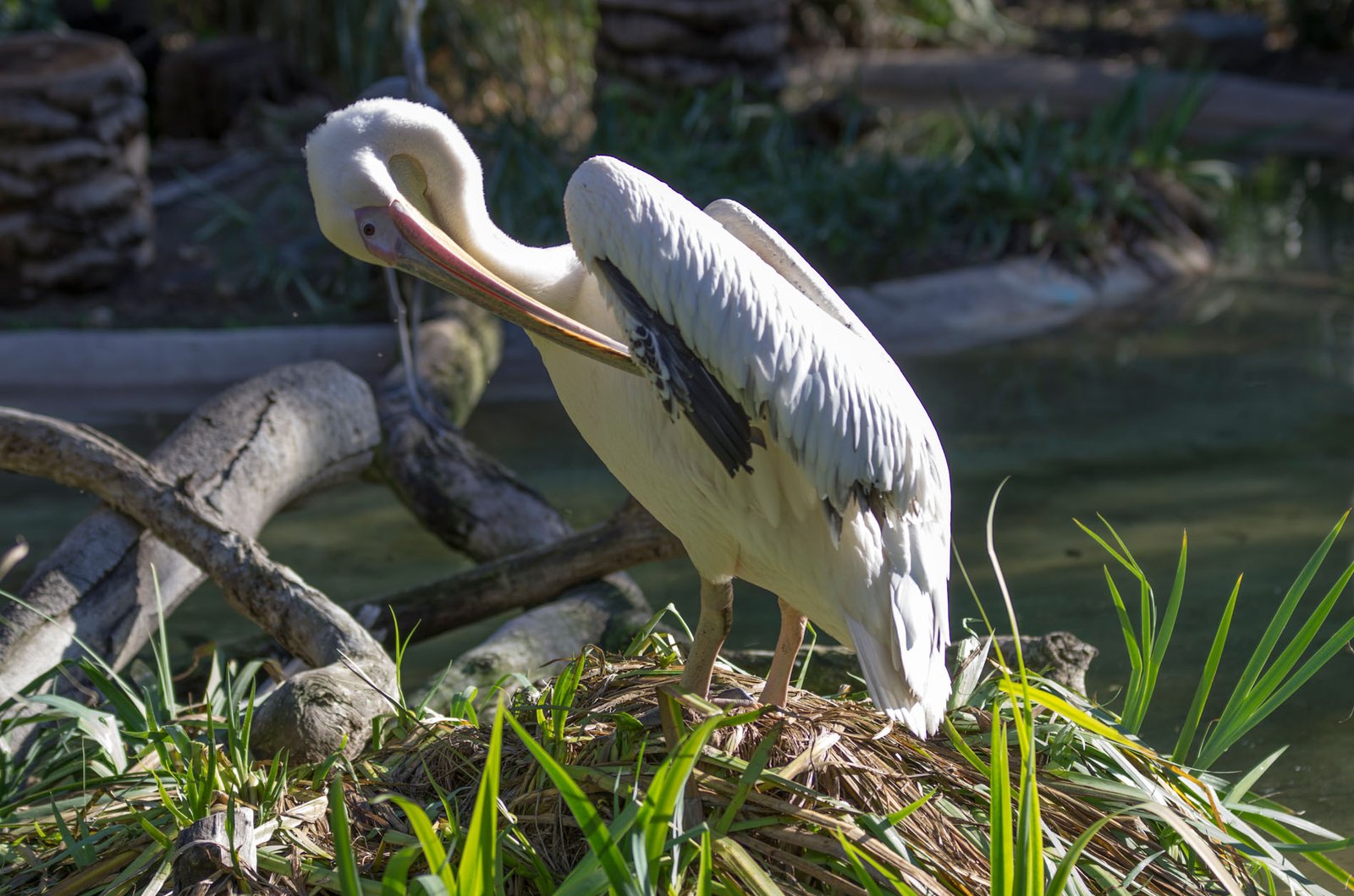 San Diego Zoo Part I 099